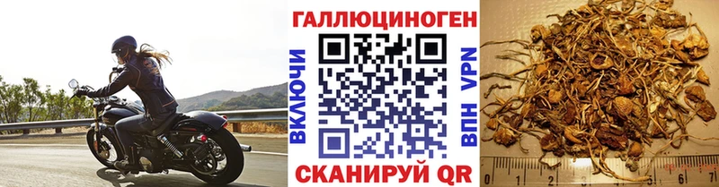 Псилоцибиновые грибы Psilocybe kraken Томилино